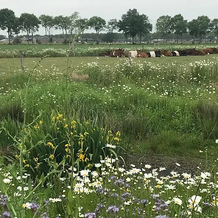 In Ons Straatje Rosmalen