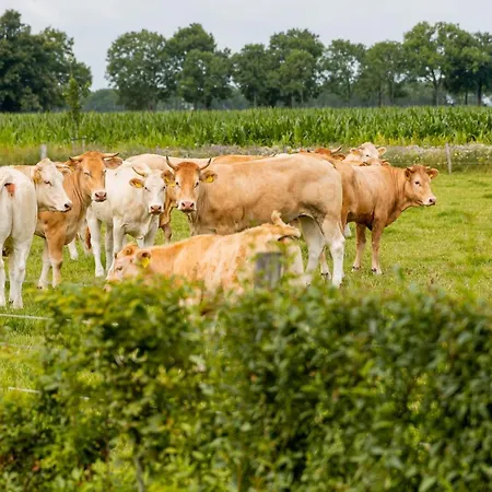Bed & Breakfast In Ons Straatje