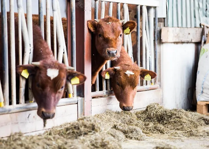 In Ons Straatje ベッド・アンド・ブレックファスト ロスマーレン