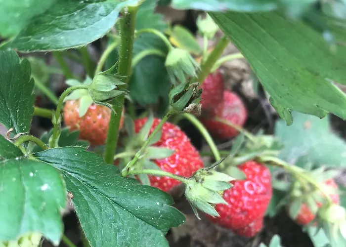 In Ons Straatje ベッド・アンド・ブレックファスト