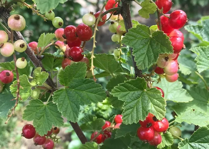 In Ons Straatje 4* 罗斯马伦