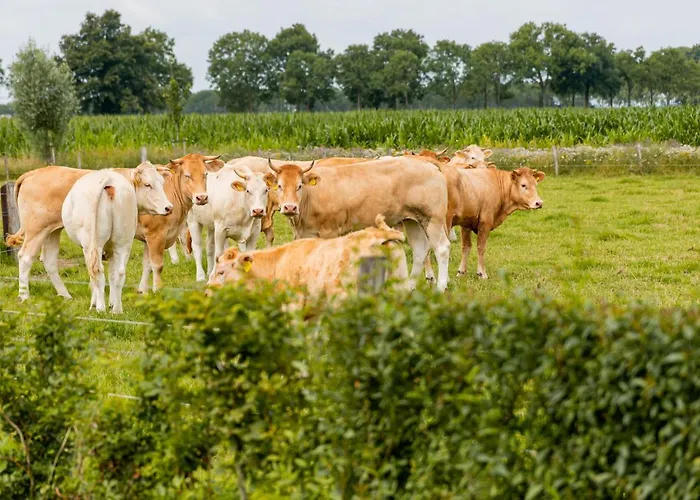 ベッド・アンド・ブレックファスト In Ons Straatje