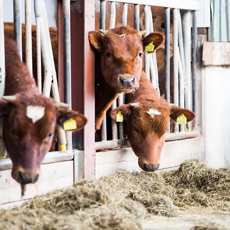 In Ons Straatje Bed & Breakfast Rosmalen