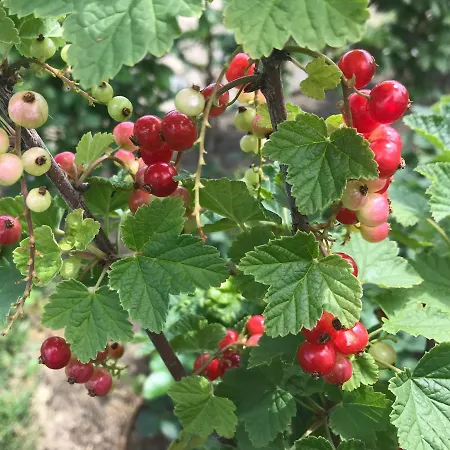 In Ons Straatje 4* Rosmalen